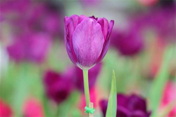y-nghia-hoa-tulip-tim